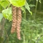 Betula pubescens Fruit