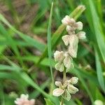 Fallopia convolvulus 叶