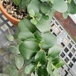 Carissa macrocarpa Folha