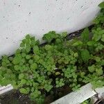 Parietaria floridana Hoja