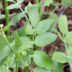 Sium sisarum Leaf
