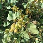 Xanthium strumariumTunda