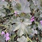 Malva sylvestris Lehti