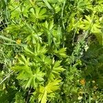 Staphisagria macrosperma ᱛᱟᱦᱮᱸ
