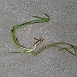 Vallisneria spiralis Likasa