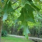 Quercus falcata Leaf