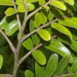 Cassia grandis Blad