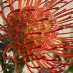 Leucospermum cordifolium Květ