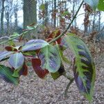 Euonymus carnosus Folha