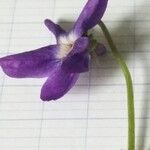 Viola suavis Flor