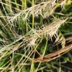 Aristida adscensionis Fruit