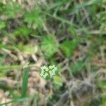 Valeriana woodsiana Květ