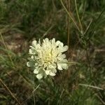 Scabiosa ochroleuca Flower
