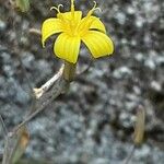 Lactuca muralis Flower