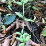 Jasminum beesianum Blatt