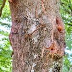 Styrax japonicus 樹皮