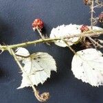 Rubus bracteatus 花