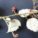 Rubus bracteatus Květ