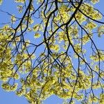 Acer platanoides Diğer