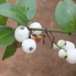 Chiococca alba Meyve