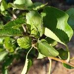 Malus sylvestrisFolha