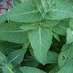 Salvia nemorosa Hoja