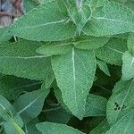 Salvia nemorosa Ліст