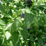 Campanula lactiflora पत्ता