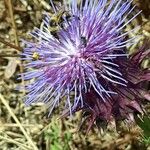 Cynara humilis Kwiat