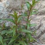 Epilobium ciliatumLiść