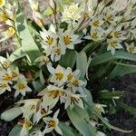 Tulipa turkestanica Flor