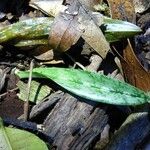 Eulophia maculata Leaf