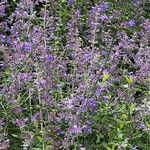 Nepeta grandiflora Flor