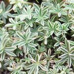 Lupinus sellulus Leaf