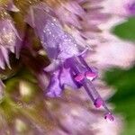 Agastache foeniculum Cvet