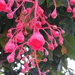 Brachychiton acerifolius 花