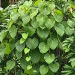 Ipomoea violacea 葉