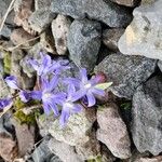 Scilla luciliae 花