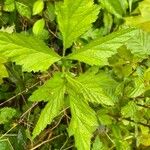 Ranunculus recurvatus Leaf