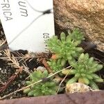 Sedum hirsutum Blad