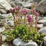 Sempervivum montanum Habitus