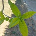 Strophanthus boivinii Leaf