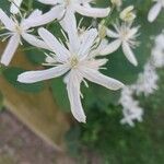 Clematis terniflora Flower