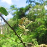 Monodora carolinae Flower