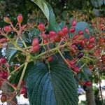 Viburnum sieboldii Fruit