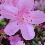 Rhododendron simsii Kvet