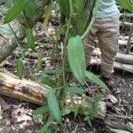 Vanilla planifolia Leaf