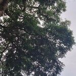 Albizia carbonaria Likasa