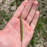 Phleum phleoides Flower