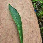 Silene caroliniana Leaf